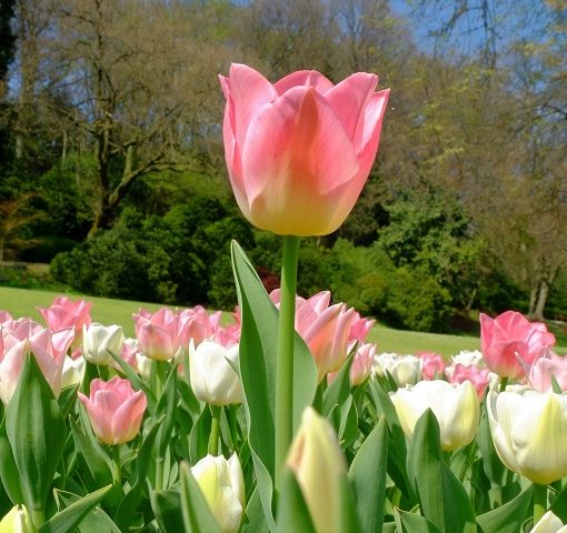 fioritura tulipani italia